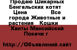 Продаю Шикарных Бенгальских котят › Цена ­ 17 000 - Все города Животные и растения » Кошки   . Ханты-Мансийский,Покачи г.